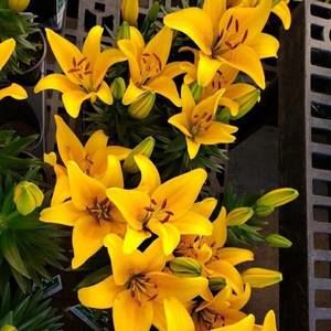 Meet your Posher, Marlen